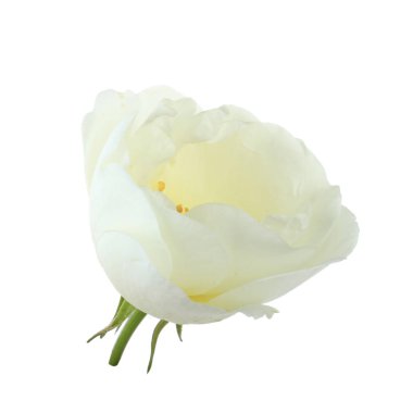 beyaz arka plan üzerinde izole güzel aromatik gül, yakın çekim 