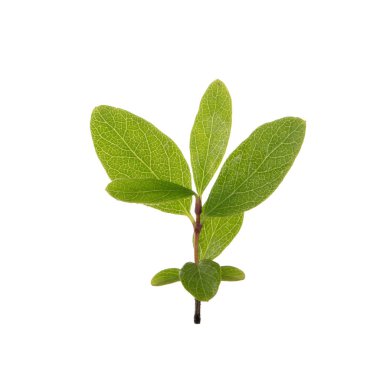 Arka planda yeşil yaprak, yakın