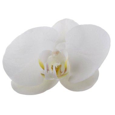 güzel beyaz orkide çiçek, yakın görünümü  