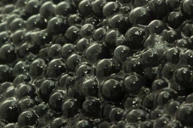 somon balığı yakın çekim 