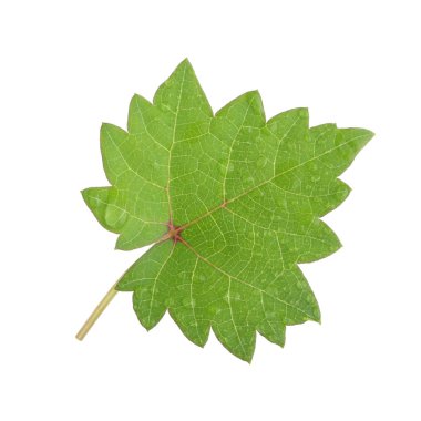 Arka planda yeşil yaprak, yakın