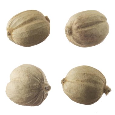 baharat tohumları, yakın çekim