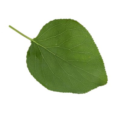 beyaz arka plan üzerinde izole yeşil kayısı yaprağı, yakın çekim   