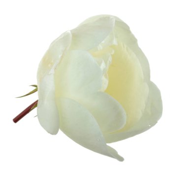 beyaz arka plan üzerinde izole güzel aromatik gül, yakın çekim 