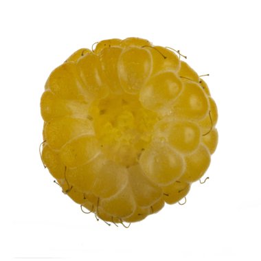 Olgun ahududu yakın çekim 