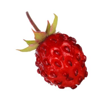 yabani çilek yakın çekim 