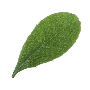 beyaz arka plan üzerinde izole böğürtlen yaprağı, yakın çekim 