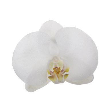 güzel beyaz orkide çiçek, yakın görünümü  