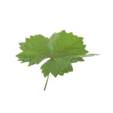 Arka planda yeşil yaprak, yakın