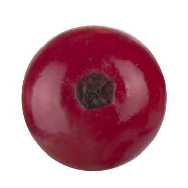 kuş üzümü berry yakın