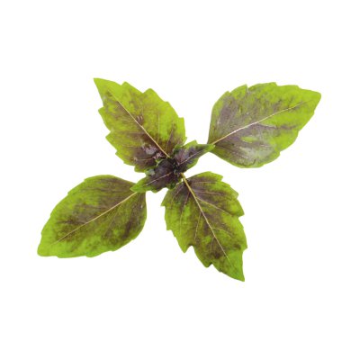 aromatik fesleğen beyaz arka plan üzerinde izole yaprakları, yakın çekim  