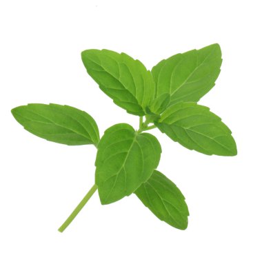 beyaz arka plan üzerinde izole yaprakları ile nane sapı