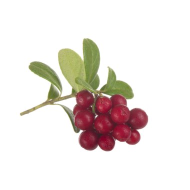 beyaz arka plan üzerinde izole olgun cowberries, yakın çekim  
