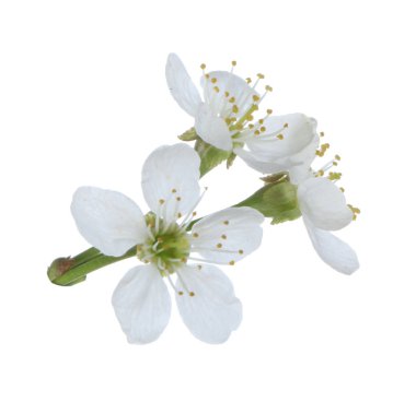 arka planda taze kiraz, yakın