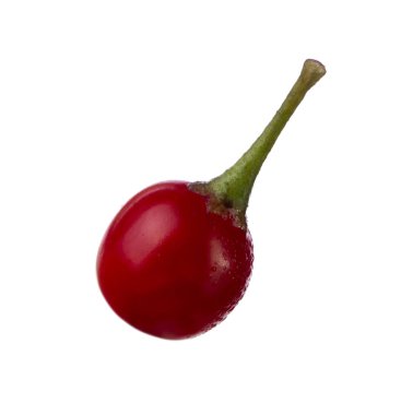 olgun dulcamara yakın