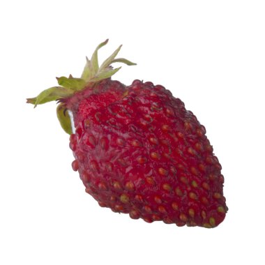 yabani çilek yakın çekim 