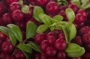 olgun bearberry yakın 