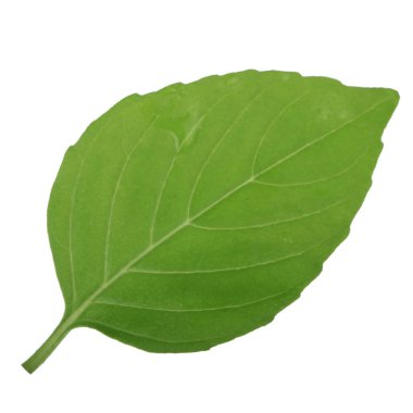 beyaz arka plan üzerinde izole aromatik fesleğen yaprağı, yakın çekim 