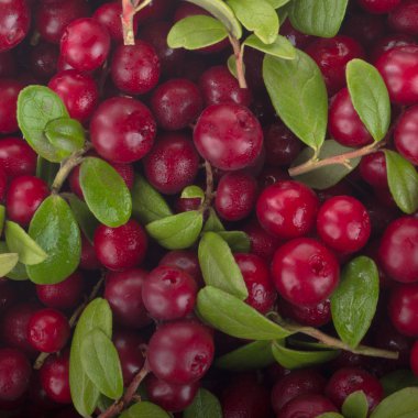 olgun bearberry yakın 