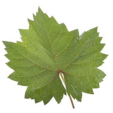 Olgun üzüm yakın çekim 