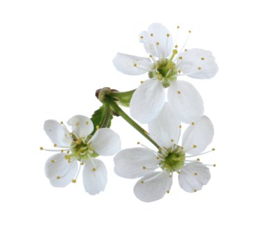 arka planda taze kiraz, yakın