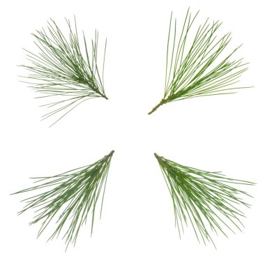 Beyaz zemin üzerinde çam iğneleri izole