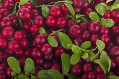 olgun bearberry yakın 