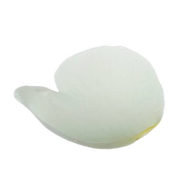 beyaz arka plan üzerinde izole beyaz gül yaprağı, yakın çekim