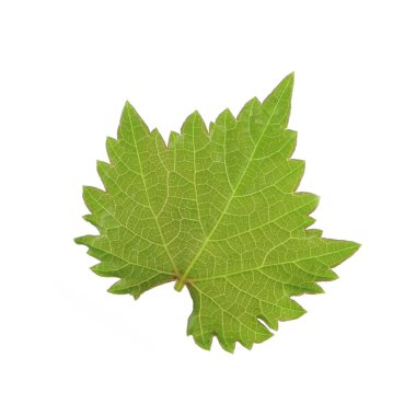 Olgun üzüm yakın çekim 