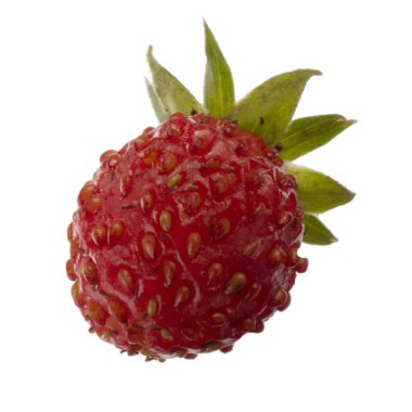 yabani çilek yakın çekim 