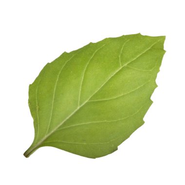 beyaz arka plan üzerinde izole aromatik fesleğen yaprağı, yakın çekim 