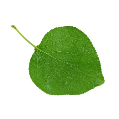 beyaz arka plan üzerinde izole yeşil kayısı yaprağı, yakın çekim   