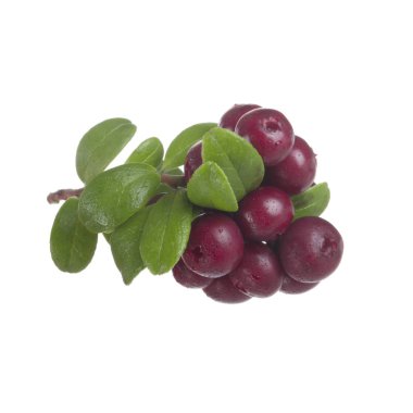 beyaz arka plan üzerinde izole olgun cowberries, yakın çekim  