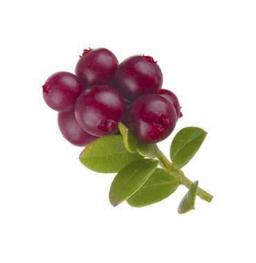 beyaz arka plan üzerinde izole olgun cowberries, yakın çekim  