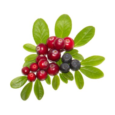 olgun kızılcık yakın 