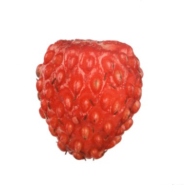 yabani çilek yakın çekim 