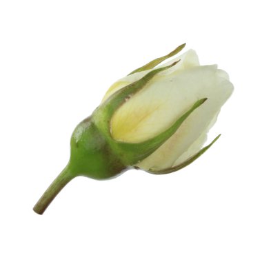 beyaz arka plan üzerinde izole güzel aromatik gül, yakın çekim 