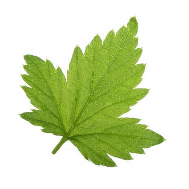 arka planda aromatik bitki, yakın