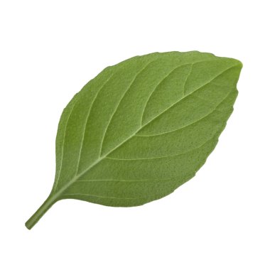 Arka planda, taze fesleğen yakın çekim