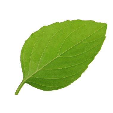 beyaz arka plan üzerinde izole aromatik fesleğen yaprağı, yakın çekim 