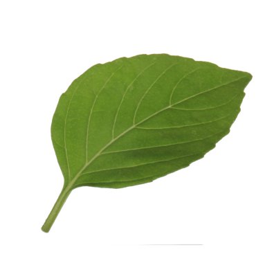 beyaz arka plan üzerinde izole aromatik fesleğen yaprağı, yakın çekim 