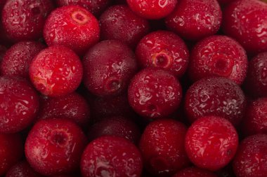 olgun bearberry yakın 