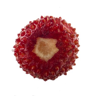 yabani çilek yakın çekim 