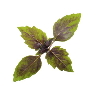 aromatik fesleğen beyaz arka plan üzerinde izole yaprakları, yakın çekim  