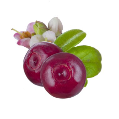 beyaz arka plan üzerinde izole yaprakları ile kızılcık