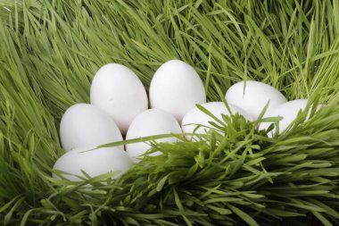 yumurta yakın çekim 