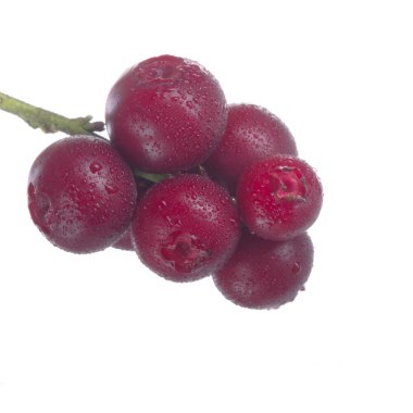 beyaz arka plan üzerinde izole olgun cowberries, yakın çekim  