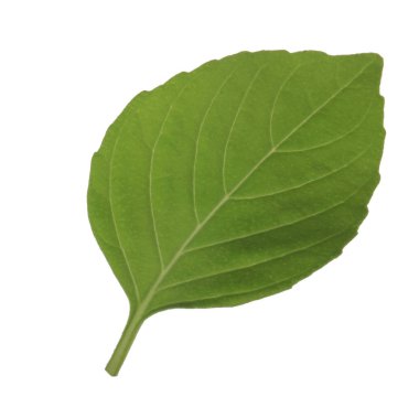 beyaz arka plan üzerinde izole aromatik fesleğen yaprağı, yakın çekim 