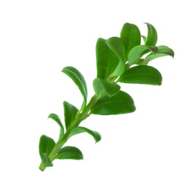 arkaplanda yeşil yapraklar, kapat