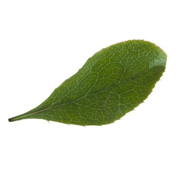 beyaz arka plan üzerinde izole böğürtlen yaprağı, yakın çekim 